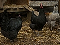 Egg-Laying Chickens Versus Meat-Providing Chickens