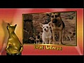 Beverly Hills Chihuahua sweeps at the puppy oscars