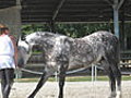 Lesage Manon... cavalière au Haras national de Saintes