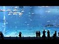 Kuroshie Sea # Grootste aquarium tank in de wereld (Breedbeeld HD) âââââ