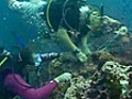 Thailand’s green diving sites