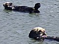 California Sea Otter Population in Danger