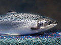 Genetically Modified Salmon - Coming Soon?