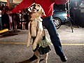 Merengue Dancing Dog