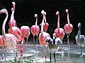 Flamingos Rushing Out Of Water Stock Footage