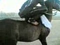 horse rider