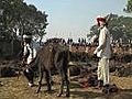 World’s &#039;biggest Animal Sacrifice&#039; Held in Nepal