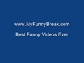 The Funniest Cat - free funny cat videos