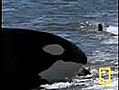 Killer Whale vs. Sea Lions