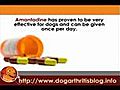 Keeping your dog young with some pain relief for dog arthritis problems