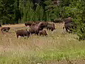 Royalty Free Stock Video HD Footage Buffalo Grazing in a Field in Grand Teton National Park