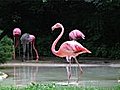 Flamingo Spinning Backwards Stock Footage