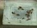 Melrose Apartments Trying To Get Rid Of Bedbugs