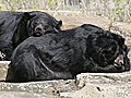 Kragenbären aus Gallen-Farm gerettet