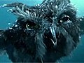 &#039;Legend of the Guardians: The Owls Of Ga’Hoole&#039; Clip: 