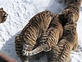 Endangered tigers hunt for entertainment