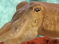 Animals: Cuttlefish