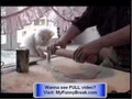 Incredible  -  Very Funny Cats -  great funny cat films