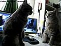 2 Chats synchro