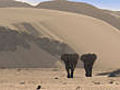 Desert elephants