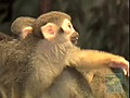 Cute and Cuddly Squirrel Monkey Babies