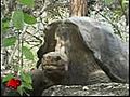 No Babies For Galapagos Tortoise