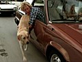 Marley & Me clip - Walk the plank