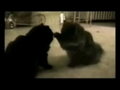 Funny Cats OMG Hilarious Picks