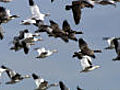 Snow goose fly by