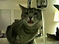 قطة تشرب ماء