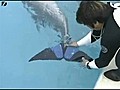 Dolphin Gets Artificial Fin