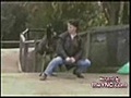 Montage video d&#039;animaux qui dansent