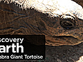 Earth: Aldabra Giant Tortoise