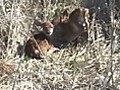 New Born Fawns Hours Old