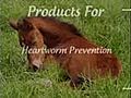 Buy Horse Supplies at HorseSuppliesOnline and Keep Your Horse Ready to Ride