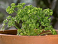 Spotlight on Herbs: Parsley