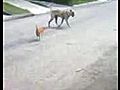 Funny cat versus dog