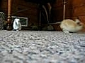 Bunny cam