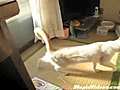 Cat Makes A Stylish Exit