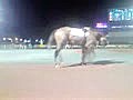 2010年8月16日 大井競馬　ダ1,200m フレッシュスター特別 ２歳