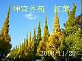 神宮外苑紅葉2008