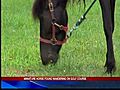 Miniature horse found wandering on golf course 7-7-11