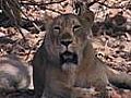 Danger to Gir lions &#039;well&#039; being