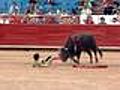 Messico,  il torero 12enne incornato