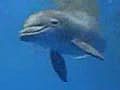 Video - Baby Dolphins Don’t Sleep