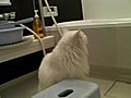 風呂場の白ネコ