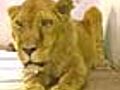 Royal abode: Patiala zoo opens old-age home for lions