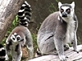 Return of the Lemurs
