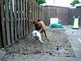 Boerboel VS Bulldog