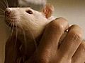 Maria &#039;&#039;Ratchick&#039;&#039; Pandolfi
